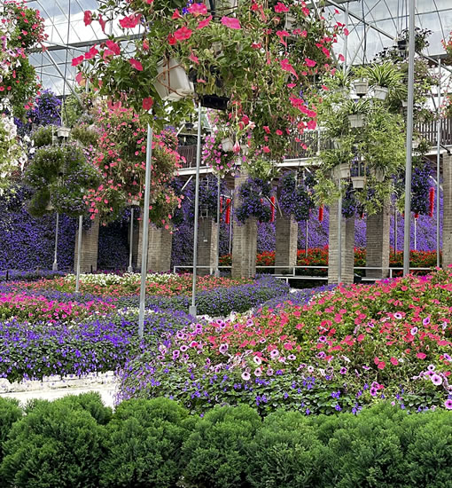 Petunia Garden